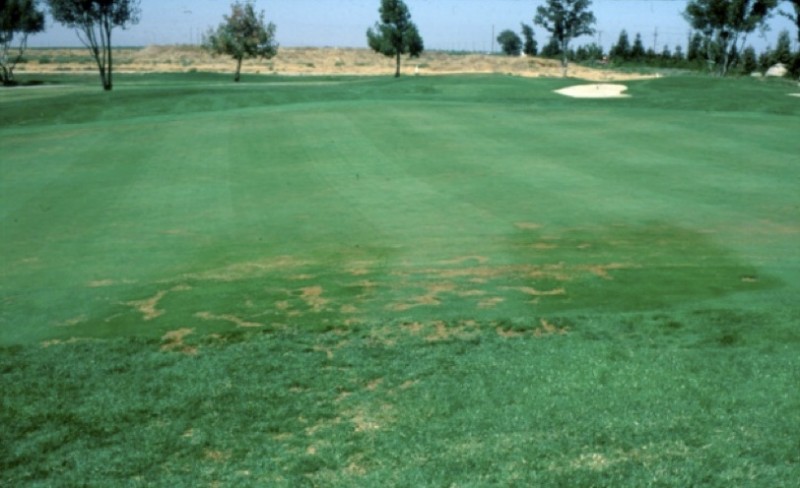 Turf Showing Localized Dry Spot (LDS)
